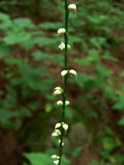 {Persicaria virginiana}
